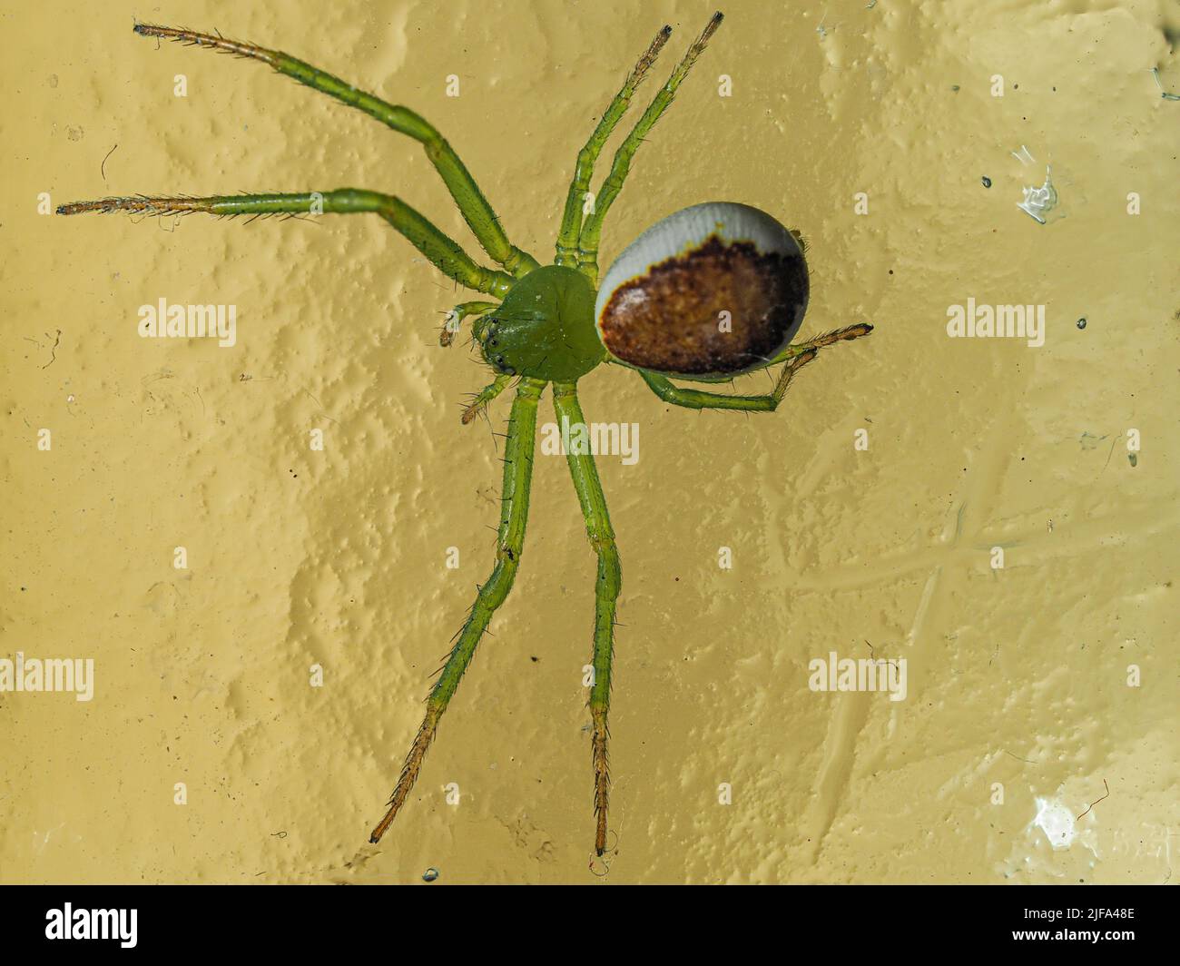 Jeune, araignée de crabe vert (Diaea dorsata), gros plan, fond clair, Baden-Baden, Baden-Wuerttemberg, Allemagne Banque D'Images