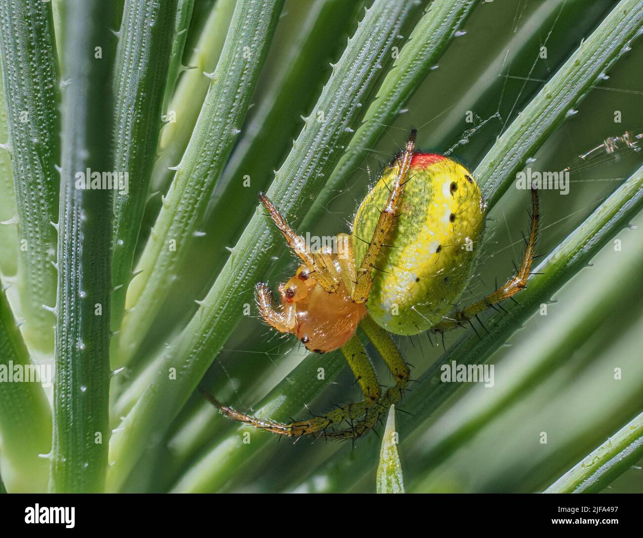 PIN de citrouille, sur aiguille de sapin, gros plan, Bade-Baden, Bade-Wurtemberg, Allemagne Banque D'Images