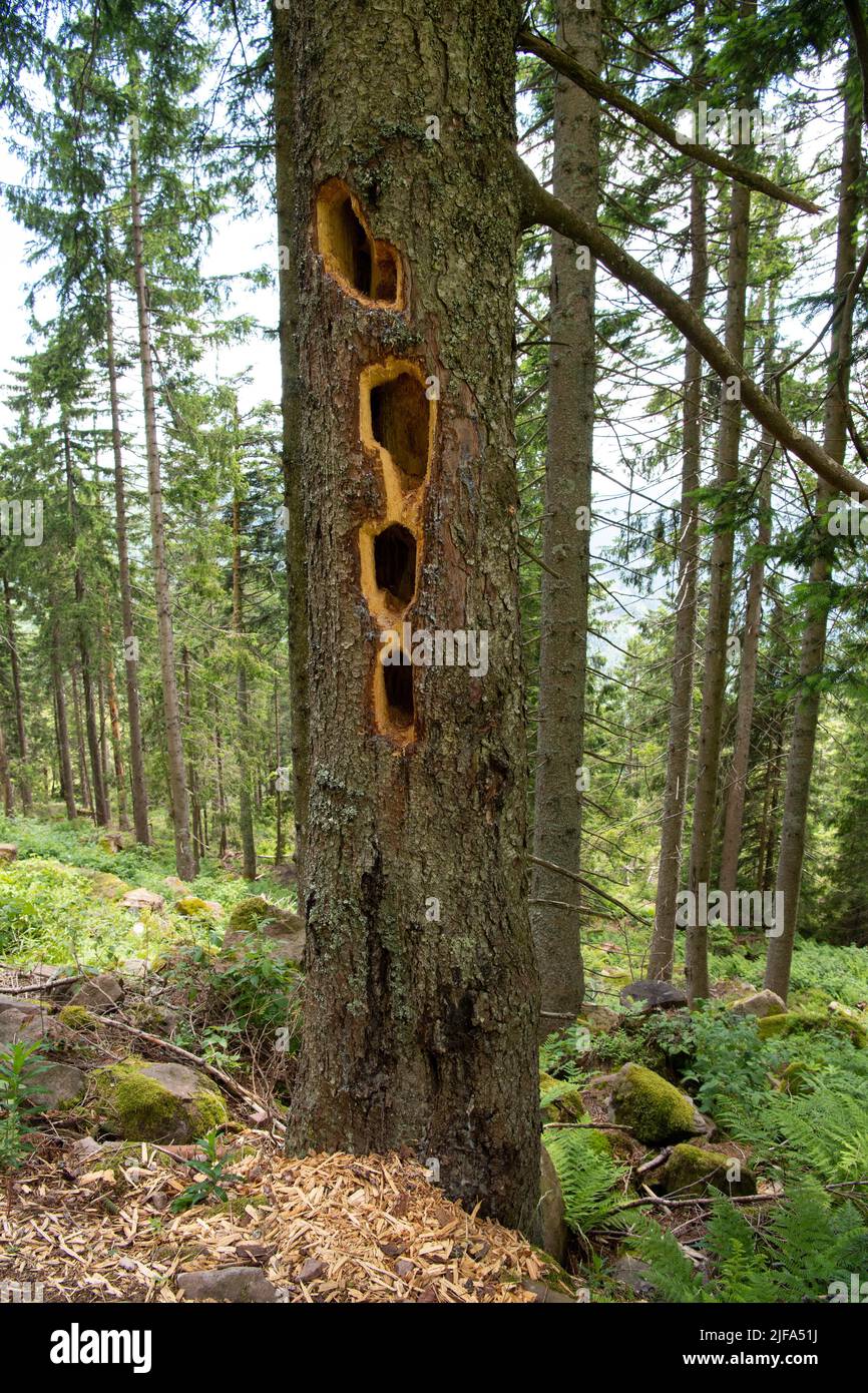 Pic noir (Dryocopus martius), marques de hack sur arbre, Hornisgrinde, Forêt Noire, Allemagne Banque D'Images