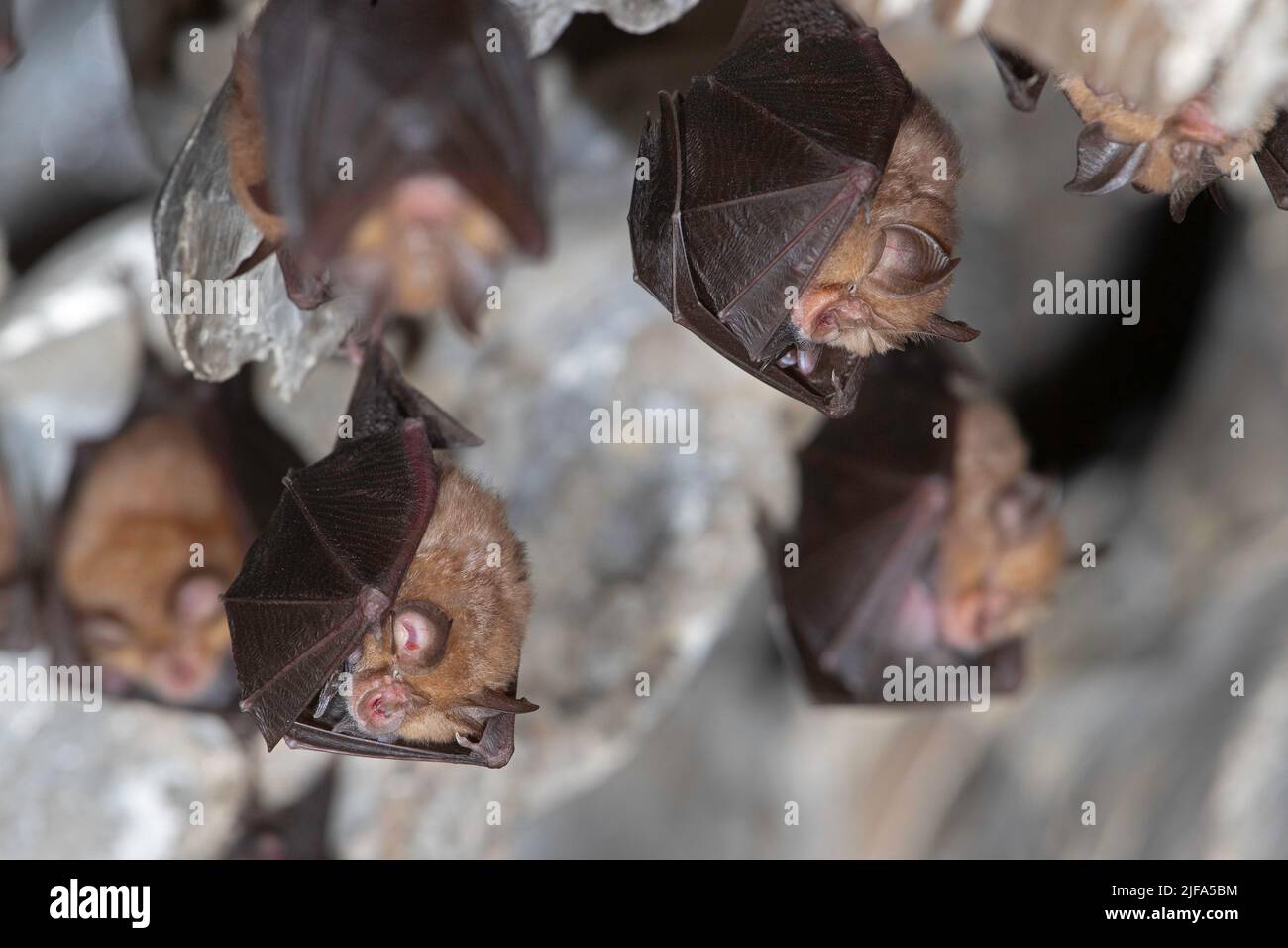 Chauve-souris à petit fer à cheval (Rhinolophus hippoposideros), roost hebdomadaire avec jeune, Thuringe, Allemagne Banque D'Images