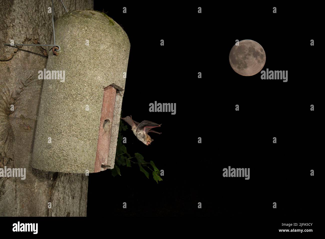 La chauve-souris de Natterer (Myotis nattereri) laisse une boîte de chauve-souris, pleine lune, Thuringe, Allemagne Banque D'Images