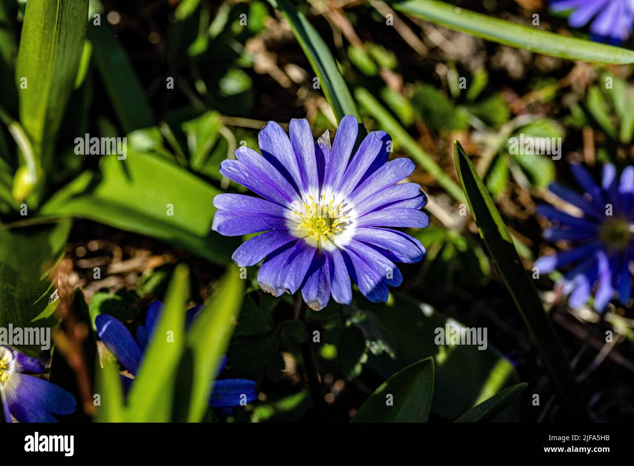 Anémone bleu, Allemagne Banque D'Images