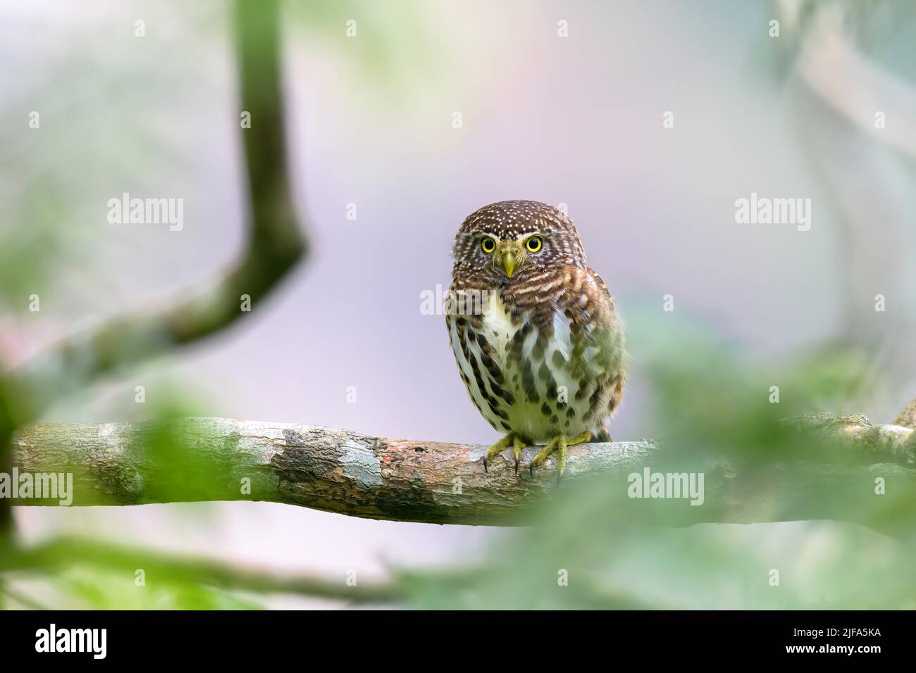 Une grande chouette à cornes sur une branche, portrait d'une chouette à aigle américain, hibou sur la branche Banque D'Images