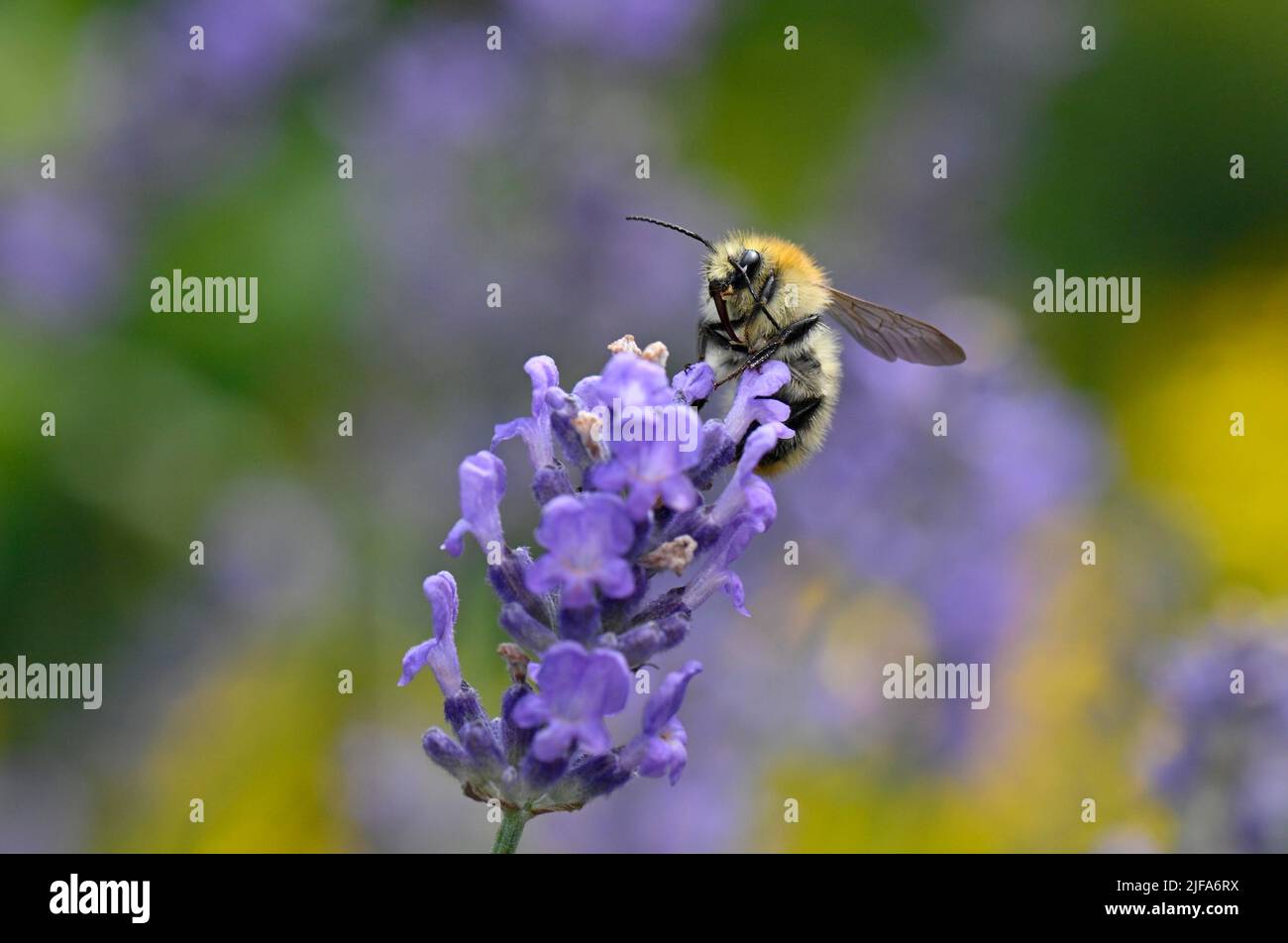 Abeille (API mellifera), collectant le nectar sur la lavande véritable commune (Lavandula angustifolia), Stuttgart, Bade-Wurtemberg, Allemagne Banque D'Images