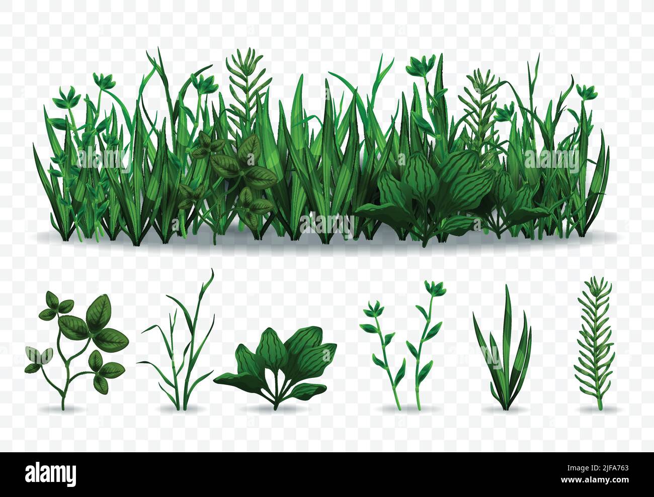 Ensemble réaliste d'herbes vertes séparées et de prairie avec diverses herbes isolées sur fond transparent illustration vectorielle Illustration de Vecteur