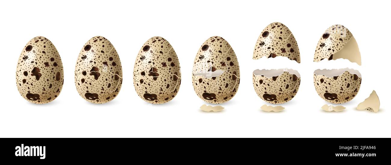 Illustration réaliste d'un vecteur isolé de caille fissurée et de jeu d'œufs ouverts Illustration de Vecteur
