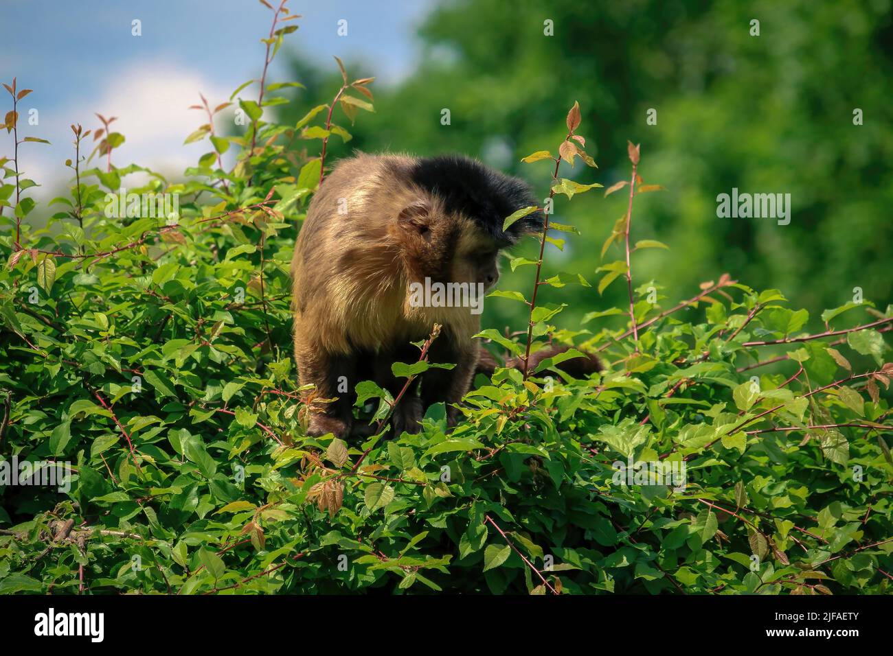 Un singe dans la nature. Les singes capucins robustes sont des singes capucins du genre Sapajus. Banque D'Images