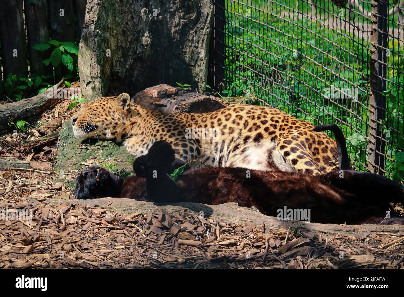 léopard, Panthera pardus kotiya, grand chat tacheté allongé sur l'arbre dans l'habitat naturel. Le léopard se trouve avec le panthère et les basques au soleil Banque D'Images