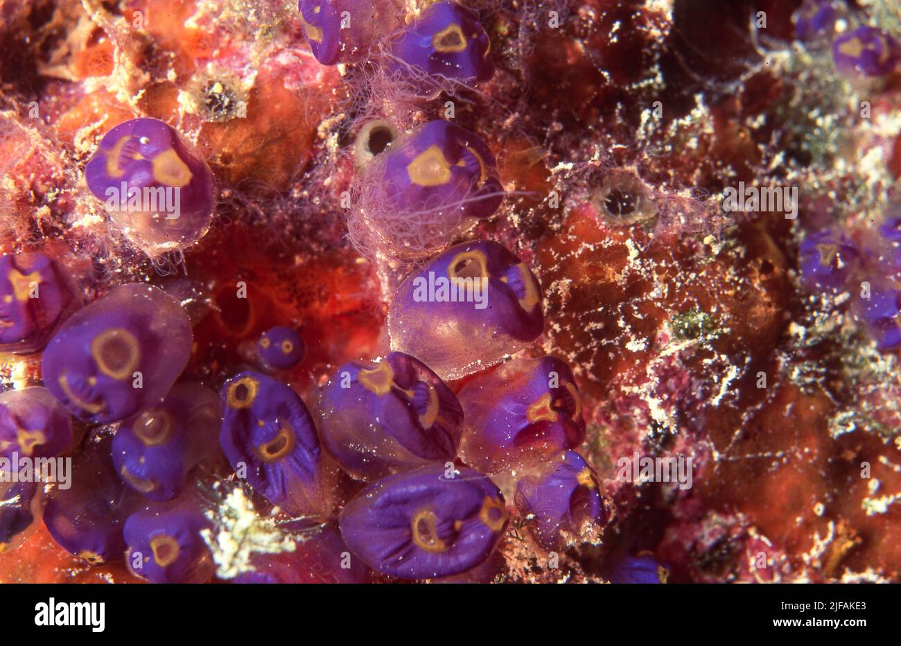 Pycnoclavella diminuta (mue pourpre) de la grande barrière de corail Banque D'Images