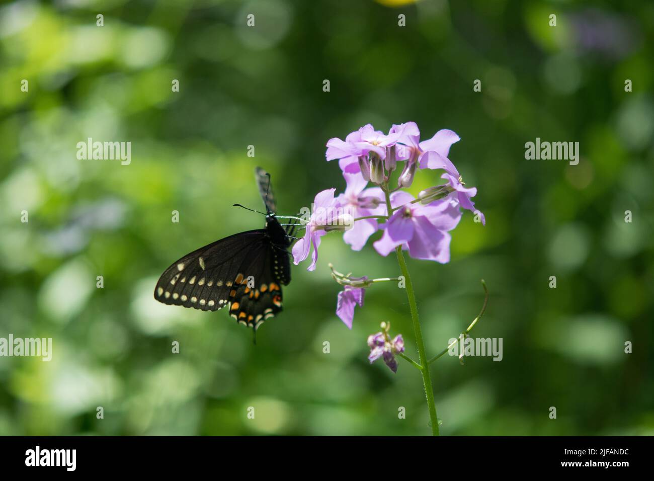 Papillon noir à queue jaune à une fleur pourpre Banque D'Images