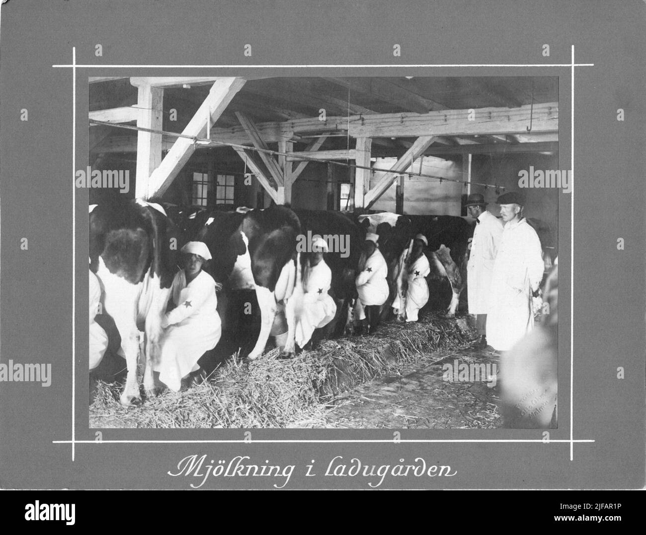 Traite dans la grange. Traite dans la grange. La photo est incluse dans la suite d'images du Musée de l'Armée montrant les opérations de la Red Star suédoise/Blue Star suédoise. Déjà à la fin de 1914, en Suisse, une alliance internationale d'associations d'assistance aux animaux sur les champs de bataille s'était formée, appelée l'étoile rouge de l'Etoile. En Suède, en 1917, le Comité pour la préparation des femmes a invité des représentants des autorités et associations intéressées, y compris les principales associations de protection des animaux, à une réunion conjointe à Stockholm. La réunion a abouti à la formation du S Banque D'Images