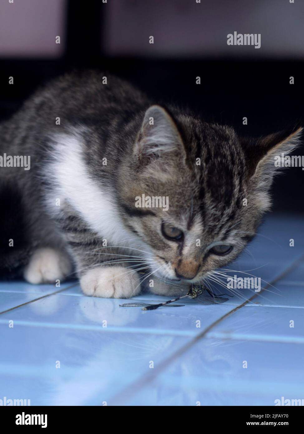 portrait d'un joli chaton jouant avec l'insecte Banque D'Images