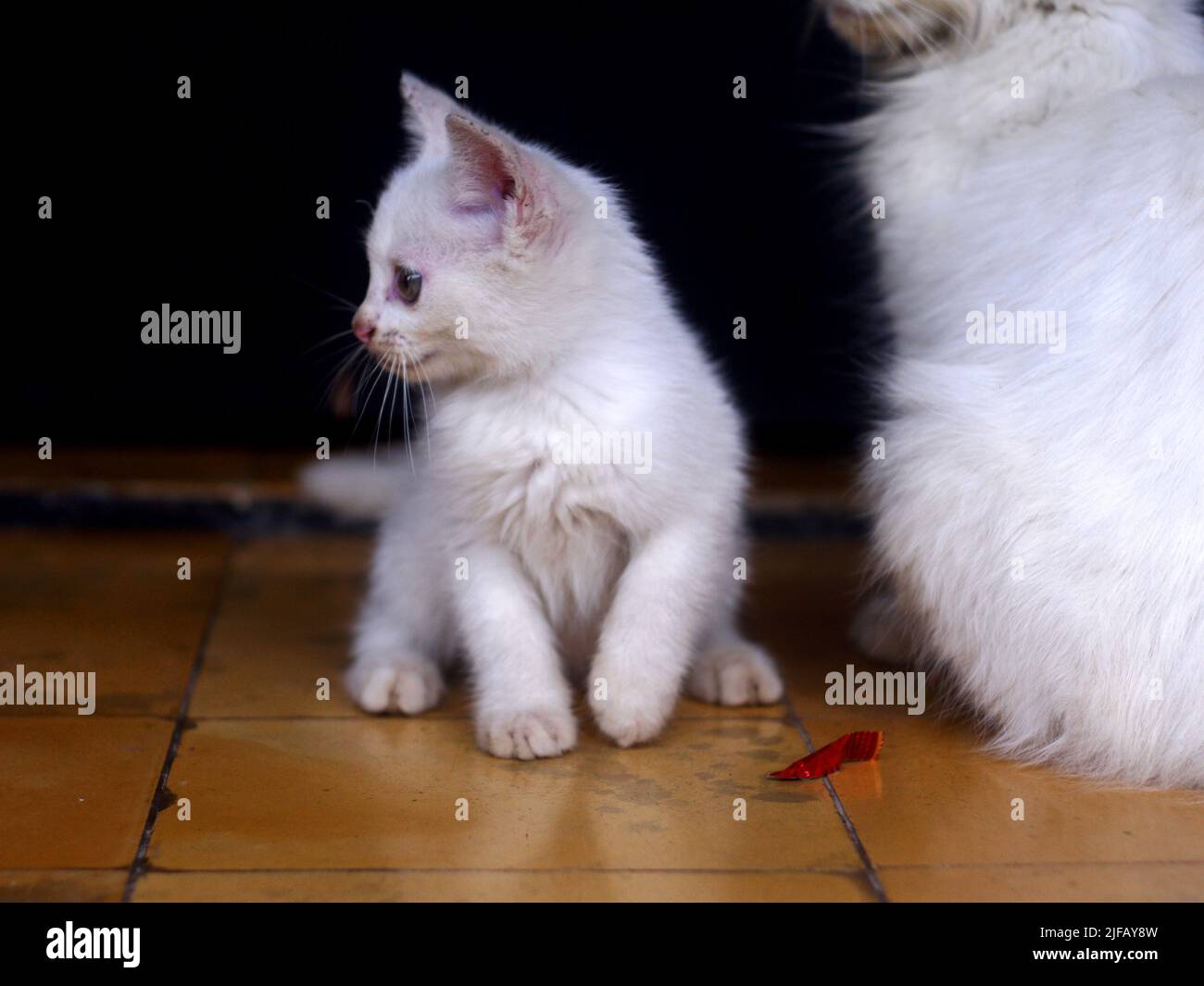 portrait d'un joli chaton blanc. Banque D'Images