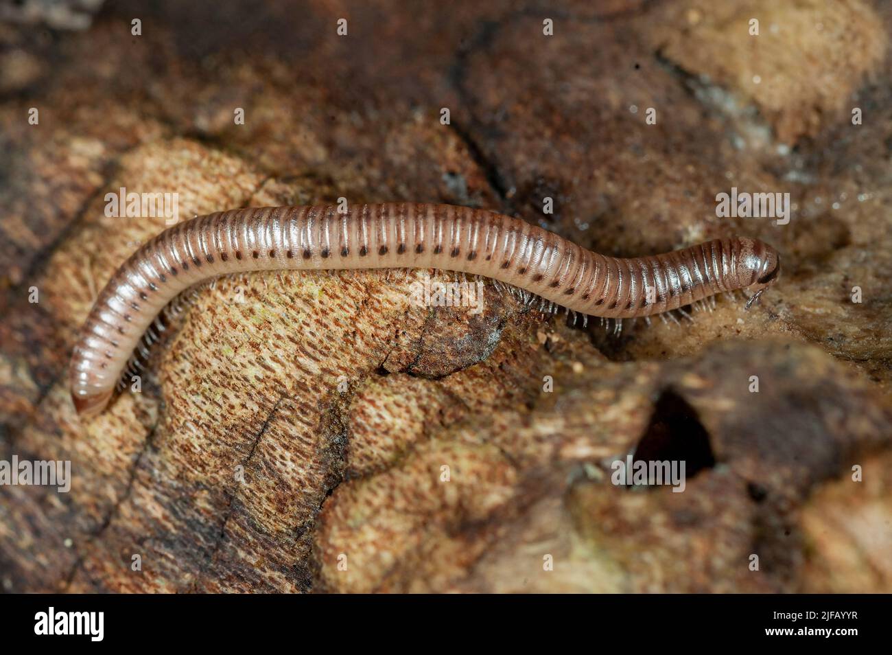 Serpent à queue émoussée millipede (Cylindroiulus silvarum, syn.: C. punctatus) du sud-ouest de la Norvège. Banque D'Images