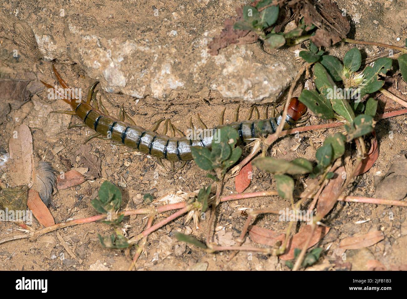 Grand centipe (environ 7 cm de long), probablement Scolopendra subspinipes, du parc national de Komodo, Indonésie Banque D'Images