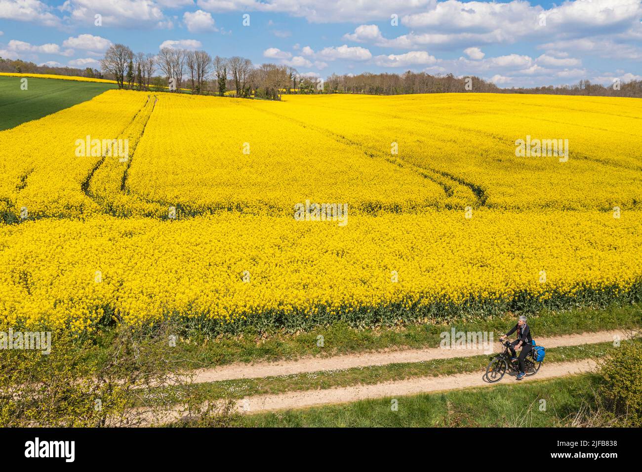 France, Charente, cycliste sur la Coulée d'OC (partie de la route du cycle de la Flow Vélo) bordant un champ de colza en fleur entre les villages de Feuillade et Marthon (vue aérienne) Banque D'Images