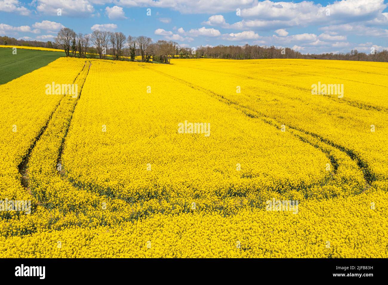 France, Charente, champ de colza en fleur entre les villages de Feuillade et Marthon (vue aérienne) Banque D'Images