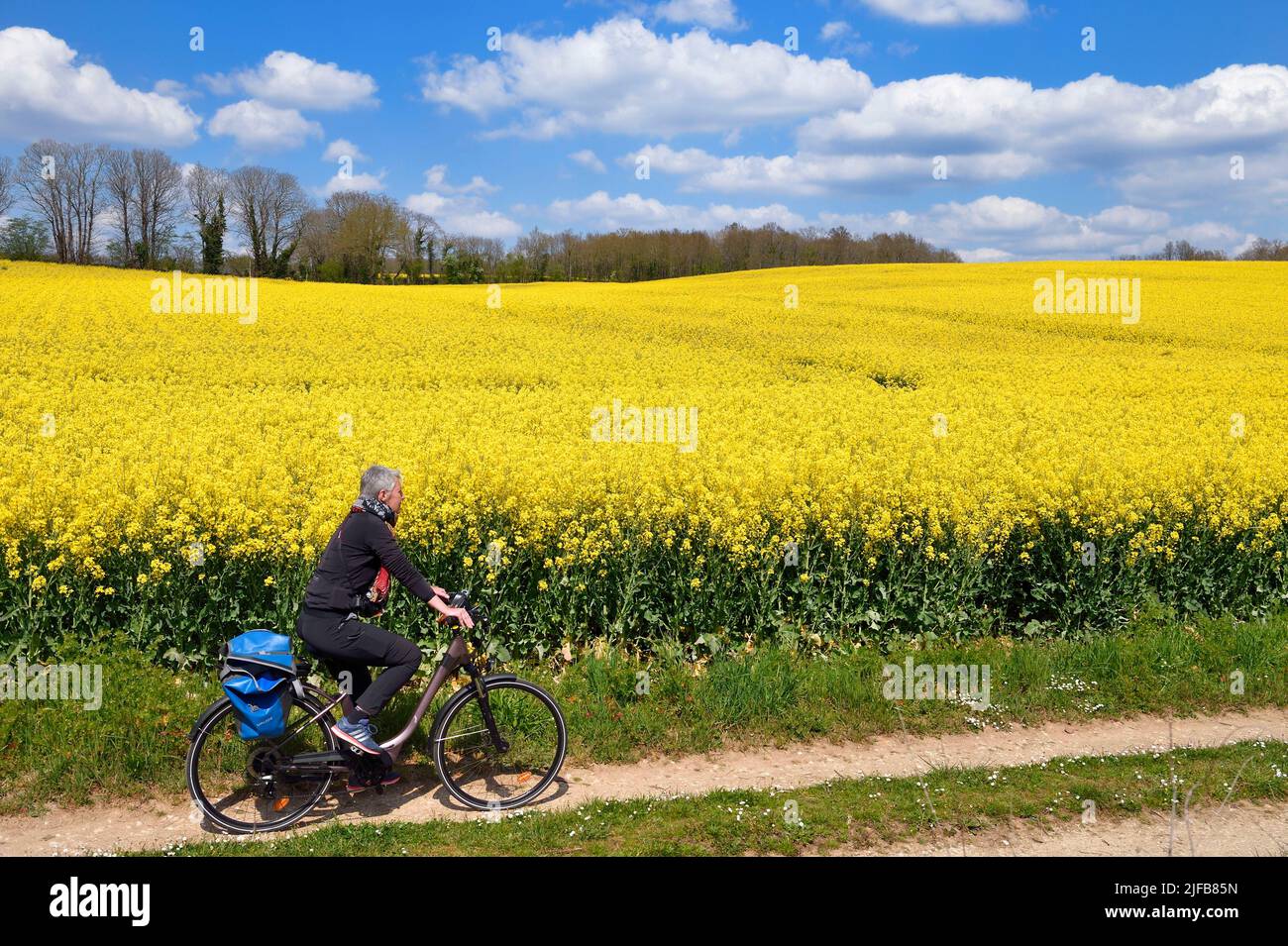 France, Charente, cycliste sur la Coulée d'OC (partie de la route du cycle de la Flow Vélo) bordant un champ de colza en fleur entre les villages de Feuillade et Marthon Banque D'Images