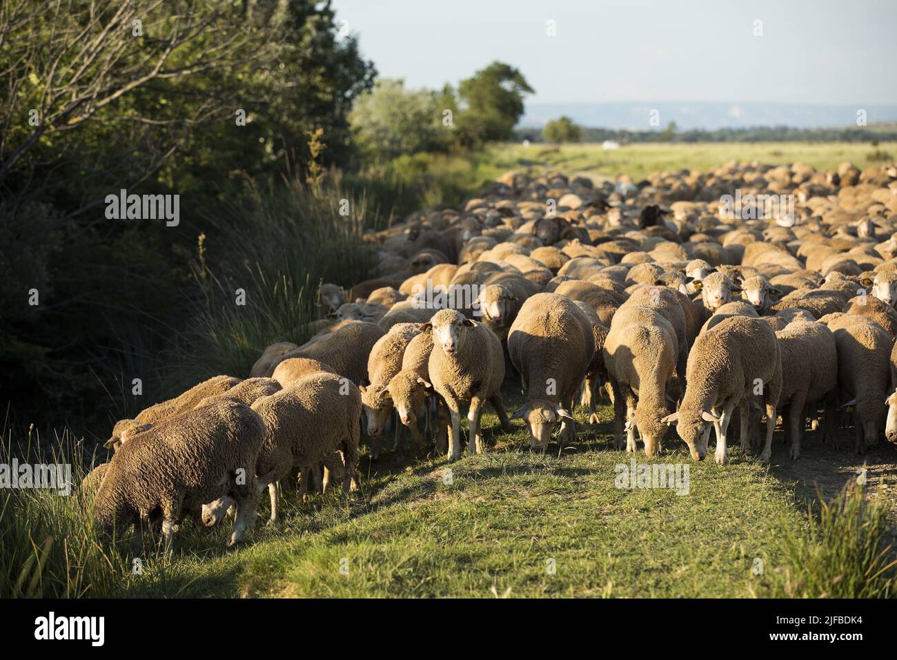 France, Bouches du Rhône, Saint Martin de Crau, Réserve naturelle des Cousâmes de Crau, troupeau de moutons Banque D'Images