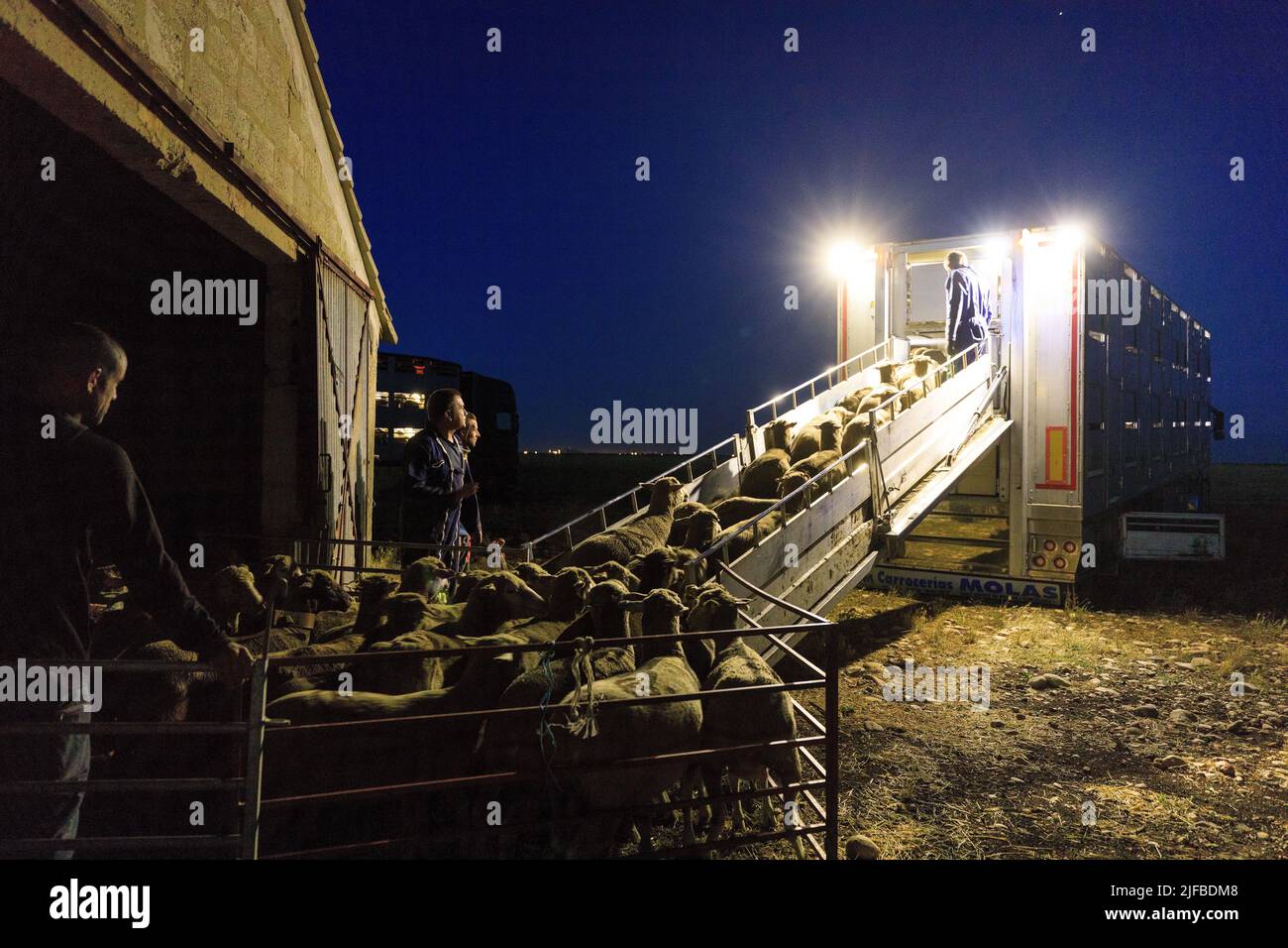 France, Bouches du Rhône, Saint Martin de Crau, Réserve naturelle des Cousâmes de Crau, départ en transhumance Banque D'Images