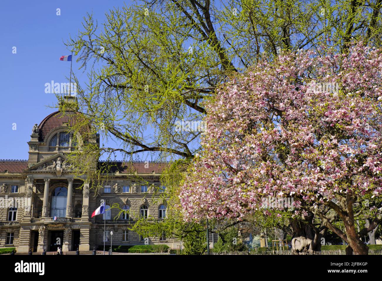 France, Bas Rhin, Strasbourg, Neustadt classé au patrimoine mondial de l'UNESCO, place de la République, Palais du Rhin construit à la fin du 19th siècle, magnolia, printemps Banque D'Images