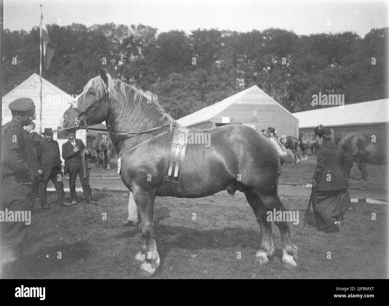Les spectateurs considèrent le cheval Ardennes. Les spectateurs considèrent le cheval Ardennes. Banque D'Images