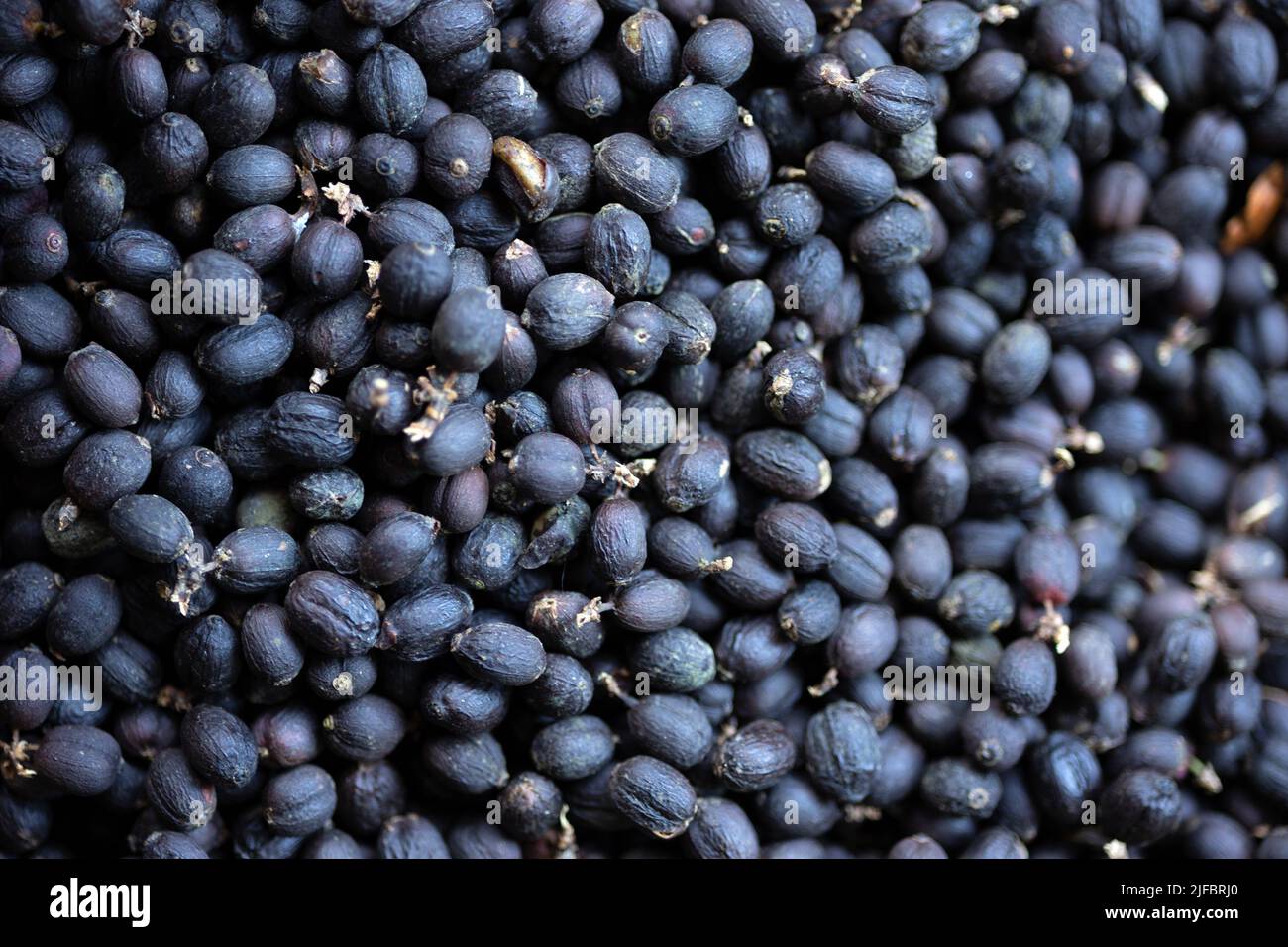 Fond de fruits de café séchant sous le soleil Banque D'Images
