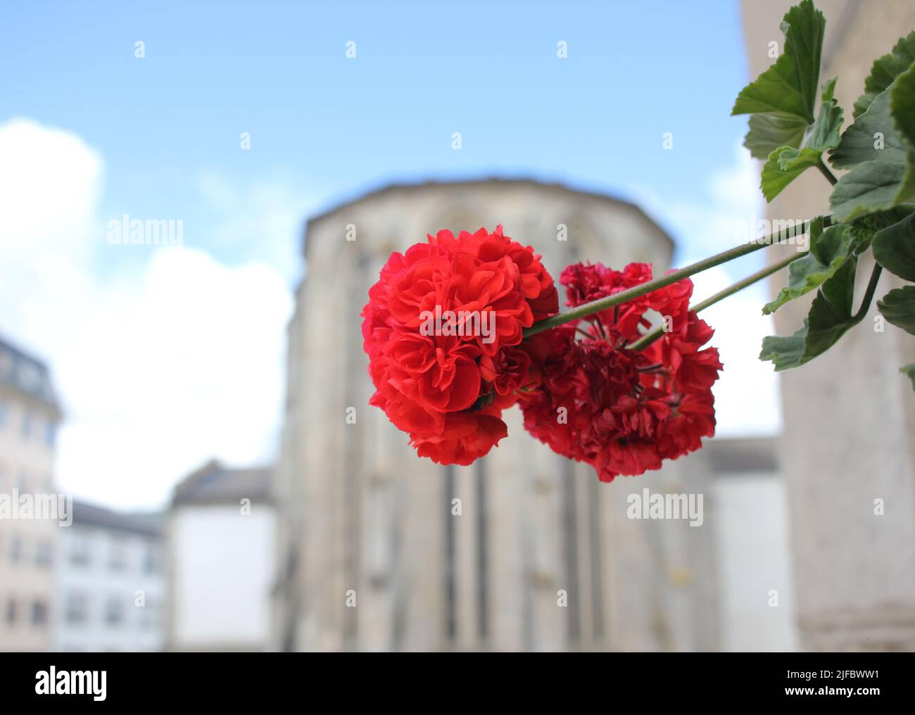 les géraniums rouges ajoutent de la couleur à une scène urbaine Banque D'Images