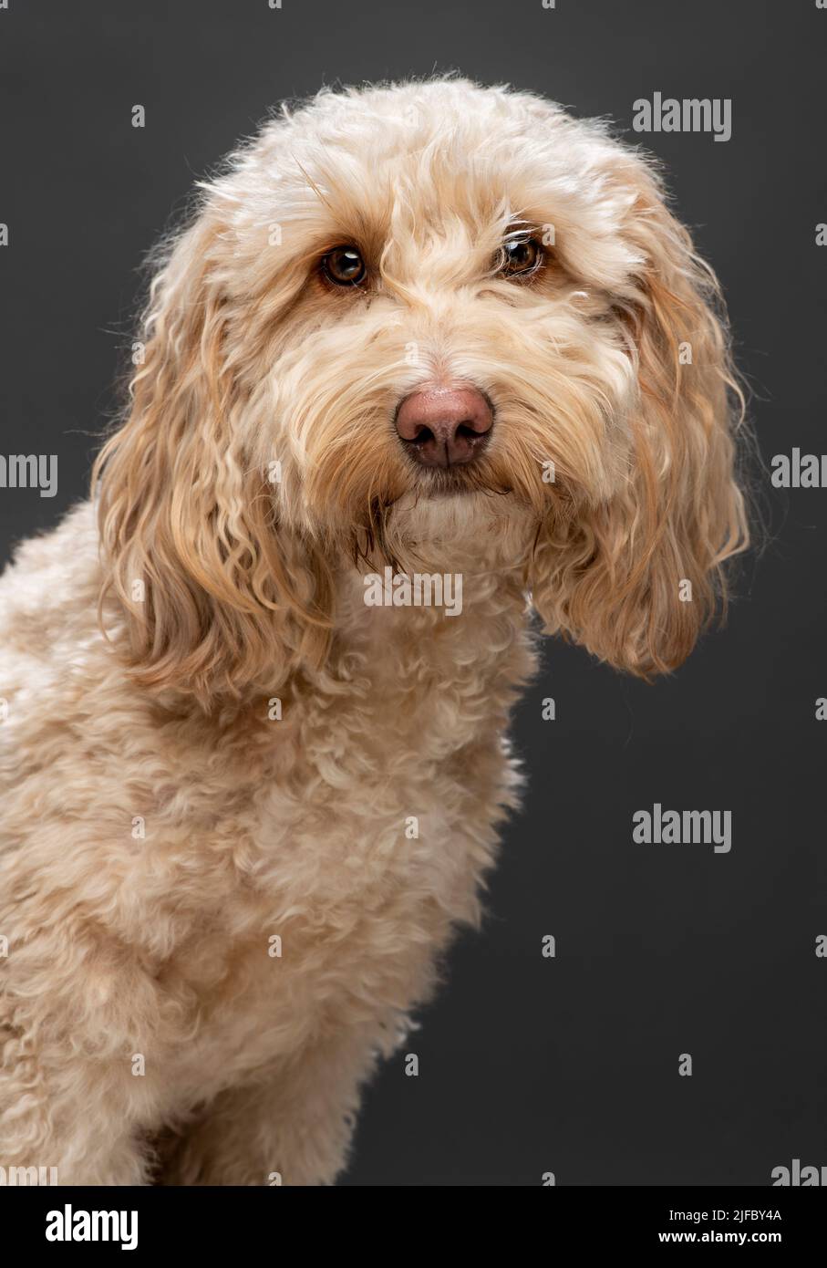 Tête et épaules portrait en studio d'un chien Cockapoo de couleur abricot Banque D'Images