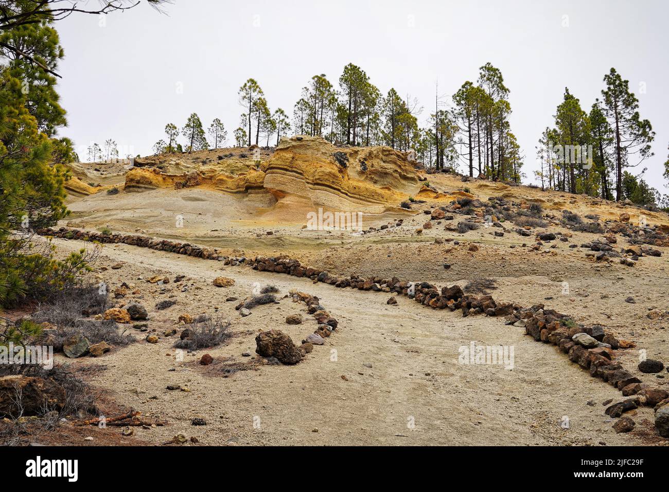 Randonnée dans la forêt de pins à Tenerife, Espagne, Europe Banque D'Images