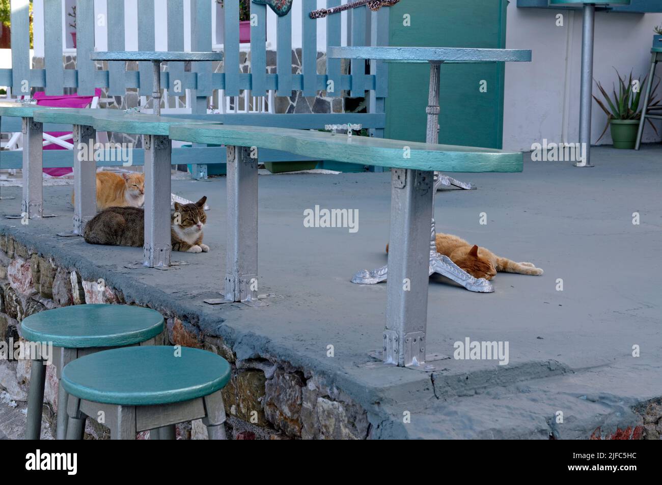 Chats en attente au bar Ino, village Livadia, île de Tilos, Dodécanèse, Grèce. Près de Rhodes Banque D'Images