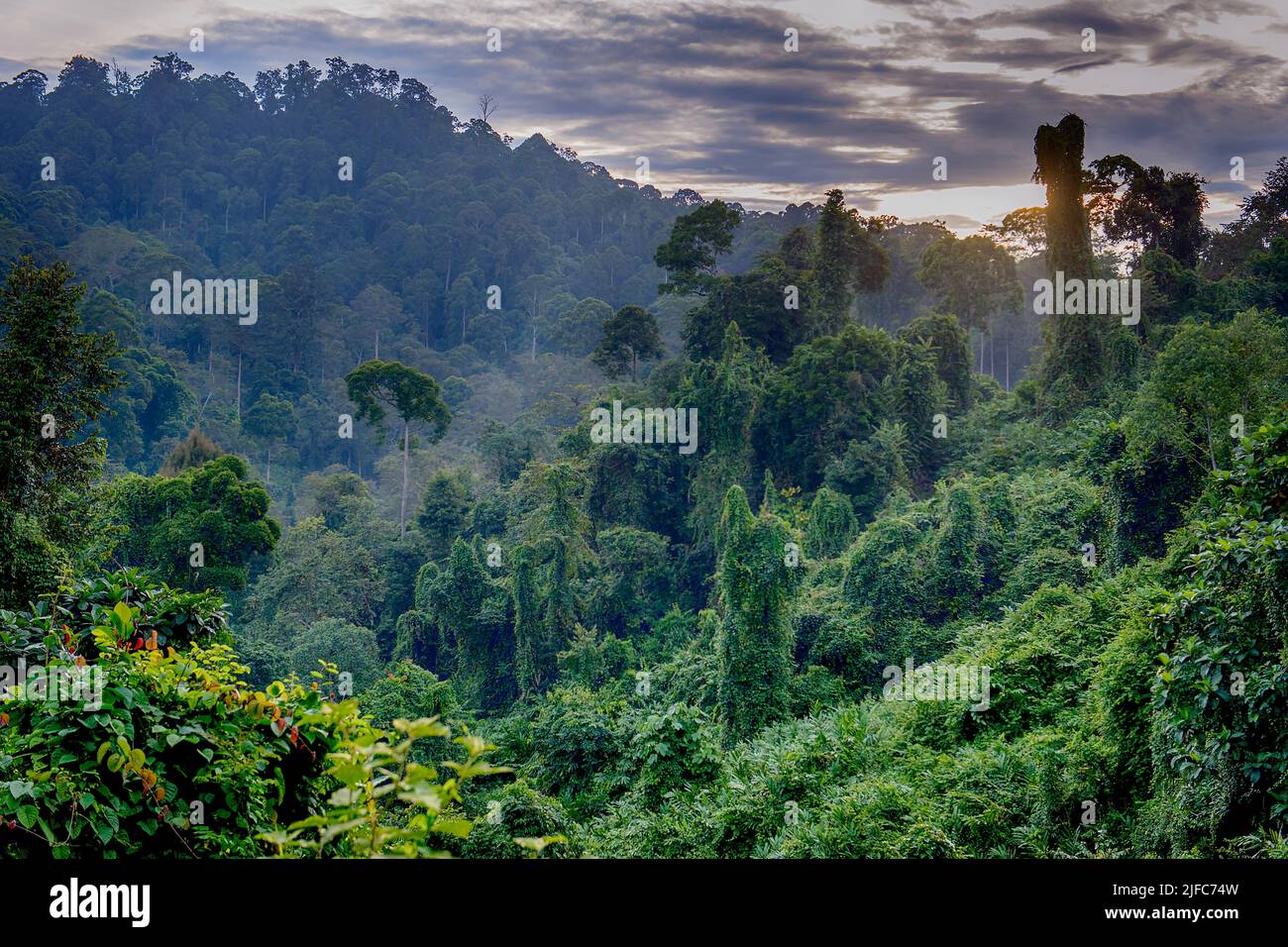 Forêt tropicale primaire dans la réserve forestière de Deramakot, Sabah, Bornéo. Banque D'Images