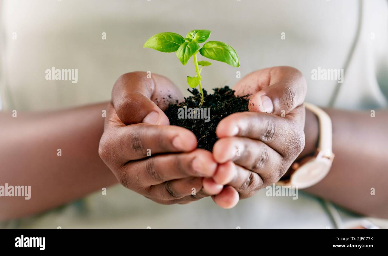 Personne afro-américaine méconnaissable tenant une plante en pleine terre dans la paume de leur main. Personne méconnaissable qui grandit et entretient un Banque D'Images