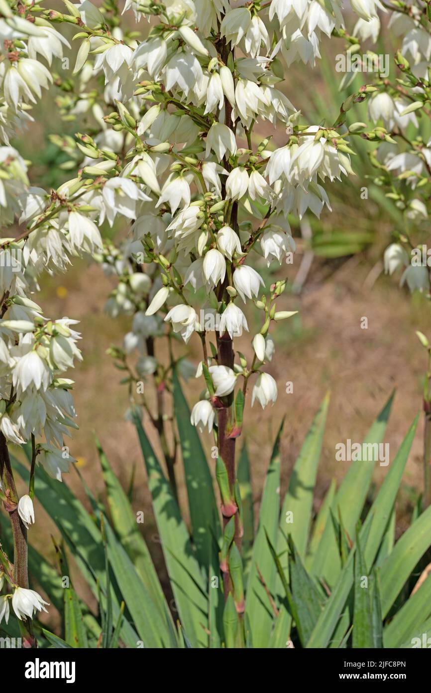 Fleurs de Yucca, Yucca gloriosa, dans le jardin Banque D'Images