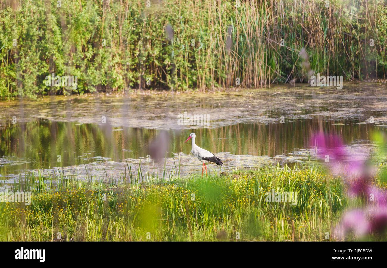 Obedska marécage en Serbie, en Europe. Une vue sur le magnifique marais d'Obedska et le cigogne au milieu de la végétation dense dans le marais. Mise au point sélective, espace de copie Banque D'Images