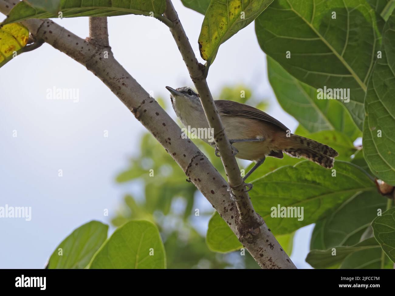 Cantorchilus elutus Banque de photographies et d’images à haute