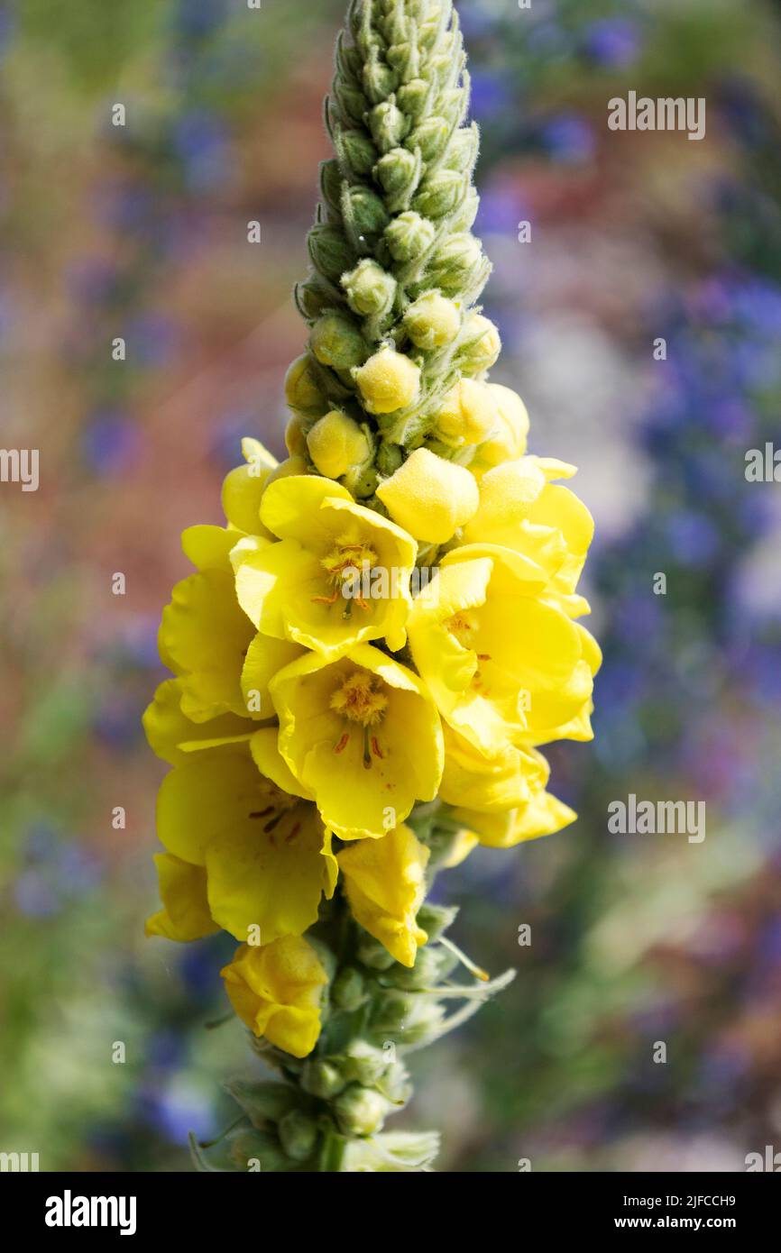 Verbascum densément fleuri médicinal, une grande plante à fleurs jaunes. Banque D'Images