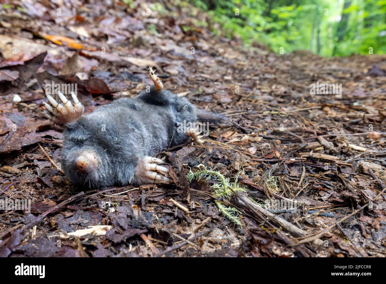 Taupe mort à queue de poilue (Parascalops breweri) sur la piste dans la réserve de Bracken - Brevard, Caroline du Nord, États-Unis Banque D'Images