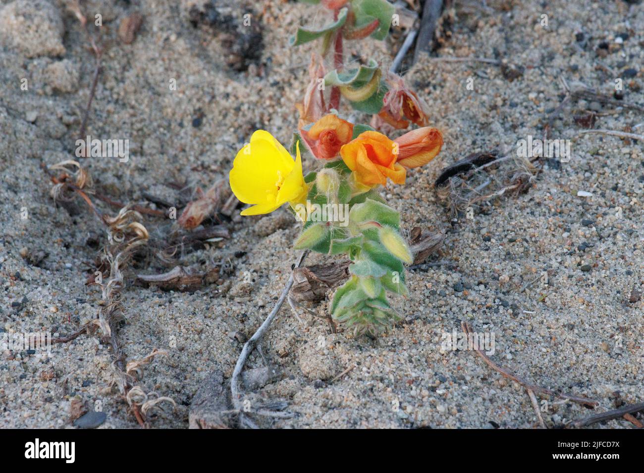 Inflorescence axillaire à fleurs jaunes de racémoses Camissoniopsis Cheiranthifolia, Onagraceae, plante vivace indigène dans le comté côtier de San Diego, Banque D'Images