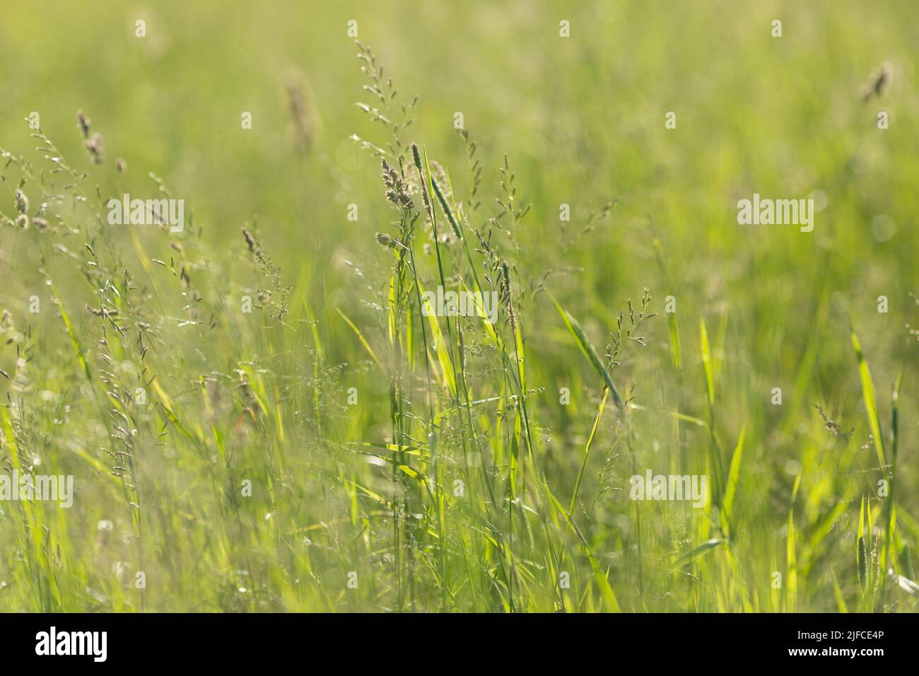 Des lames d'herbe vertes sur un fond vert flou d'un champ d'été. Gros plan, mise au point sélective, faible profondeur de champ. Banque D'Images