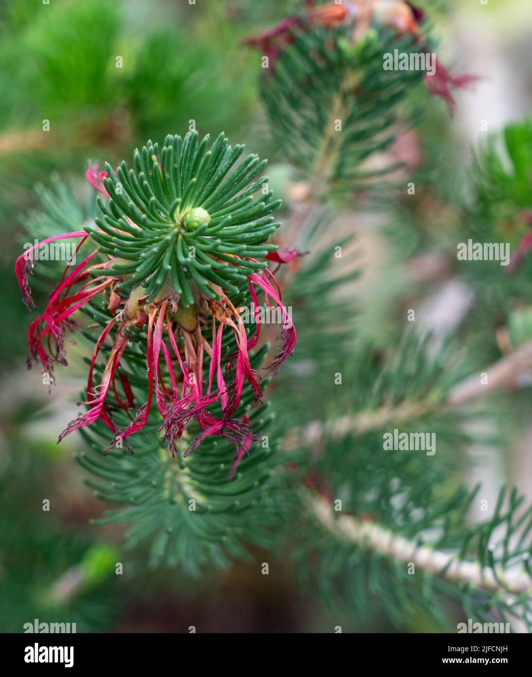 Gros plan détaillé d'un Calothamnus quadrifidus Banque D'Images