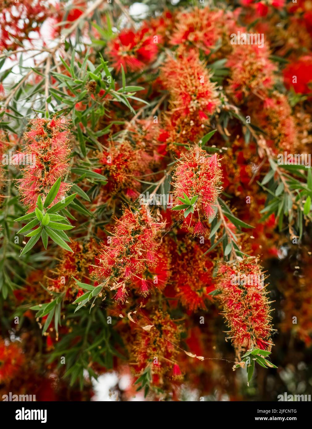 Gros plan détaillé d'un Callistemon viminalis « Captain Cook » Banque D'Images