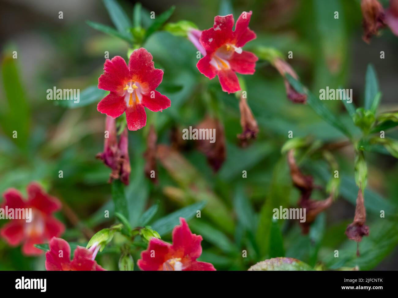 Gros plan détaillé d'une Aquilegia formosa « Western columbine » Banque D'Images