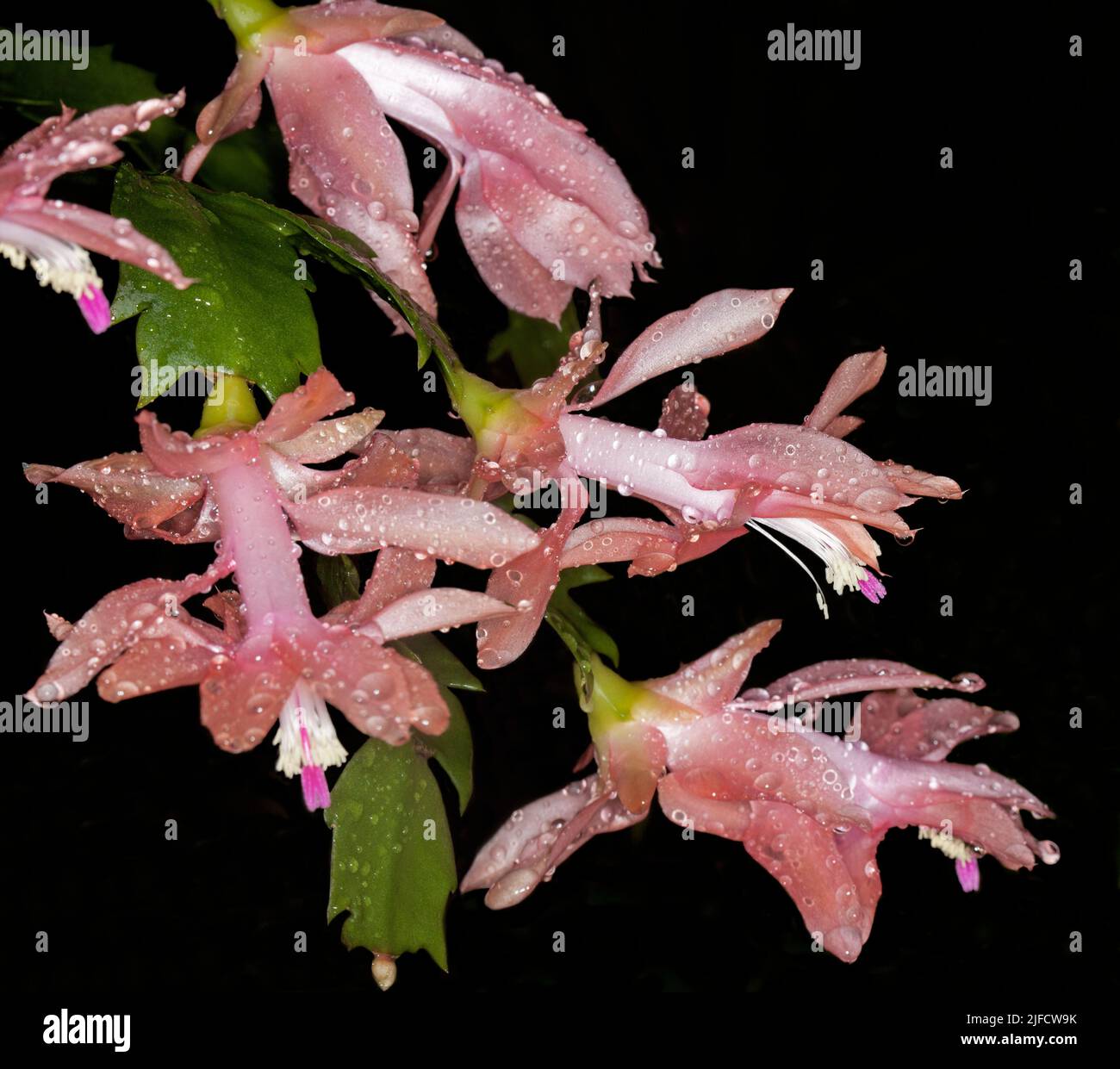 Grappe spectaculaire d'abricot / fleurs roses et feuilles vertes de cactus de Noël, Schlumbergera truncata 'sanibel', gouttes de pluie sur pétales, bckgrnd noir Banque D'Images