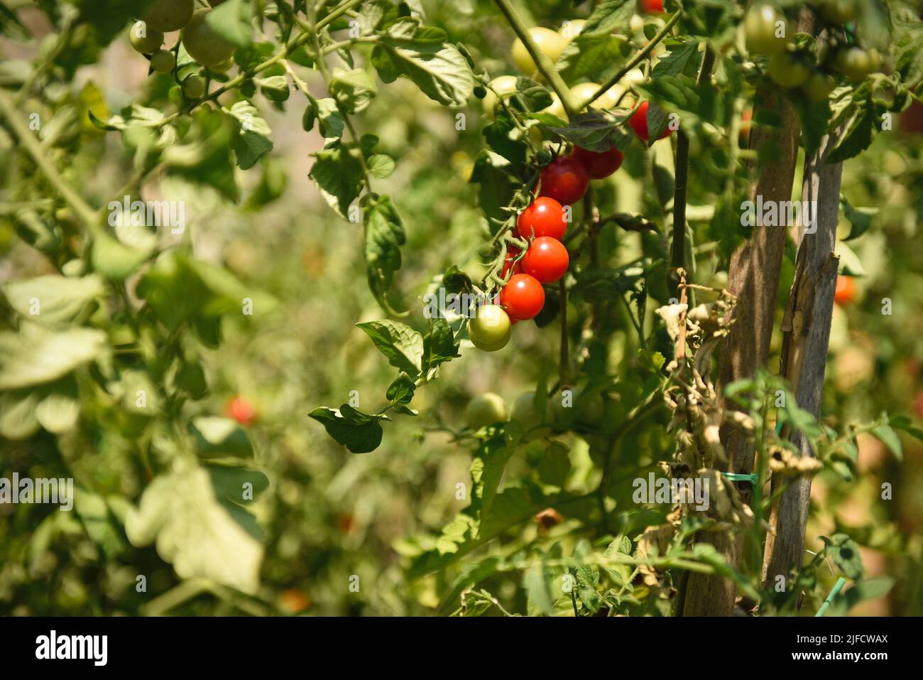 Tomates gaies dans le petit jardin d'un restaurant, situé dans un petit village toscan Banque D'Images