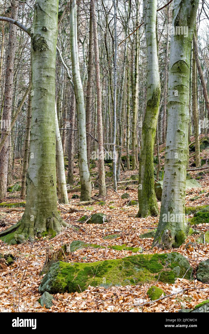 Forêt et feuilles mortes - forêt verticale. Forêt en printemps sec, toujours sans feuilles. Banque D'Images