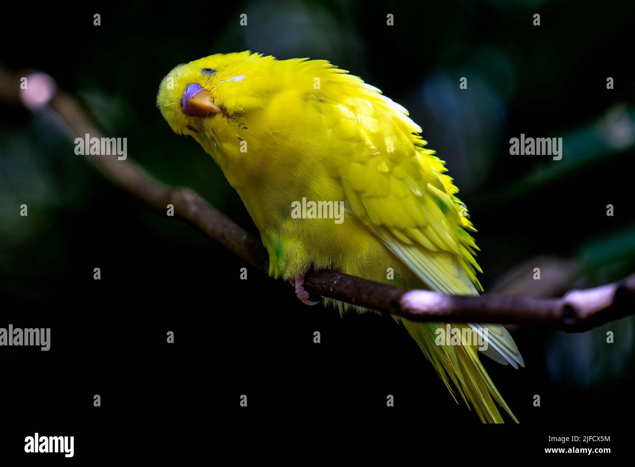 Oiseau tropical jaune reposant dans un arbre Banque D'Images