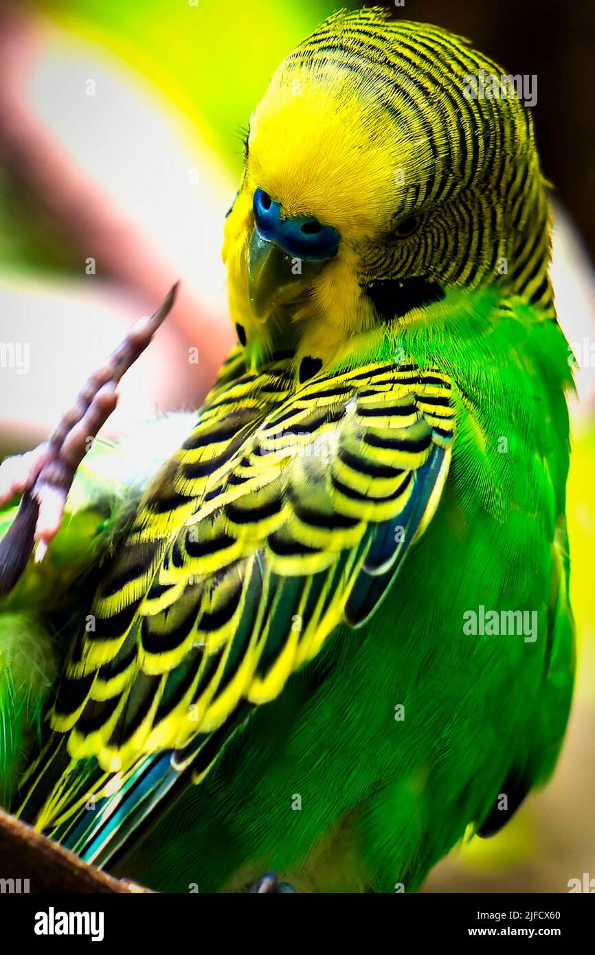 Oiseau tropical jaune reposant dans un arbre Banque D'Images