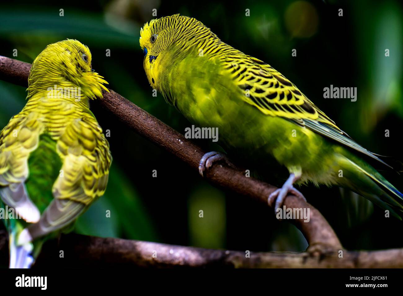 Deux oiseaux tropicaux se reposant dans un arbre Banque D'Images