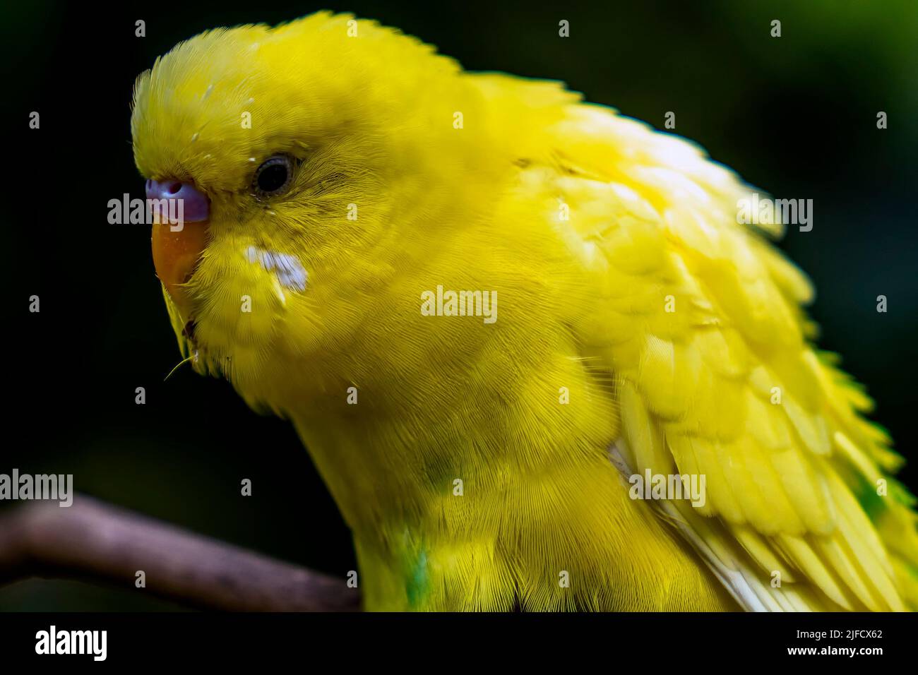 Oiseau tropical jaune reposant dans un arbre Banque D'Images